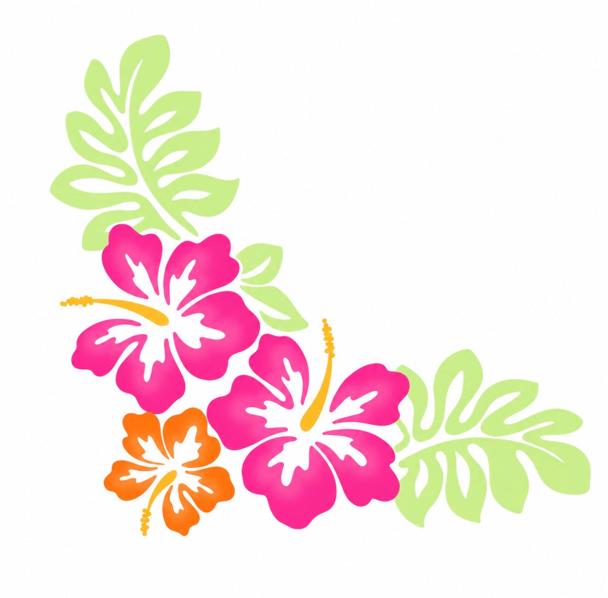 Colorful Hibiscus